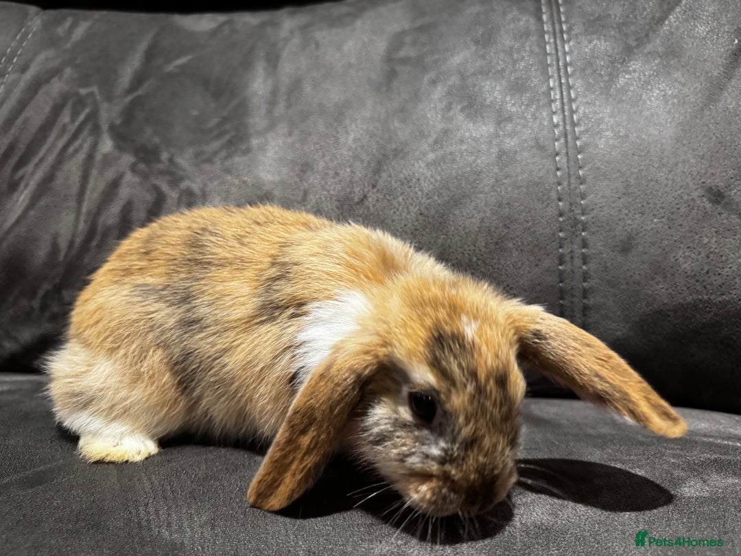 Mini Lop rabbits for sale: Mini Lop bunnies for sale  - Advert 12