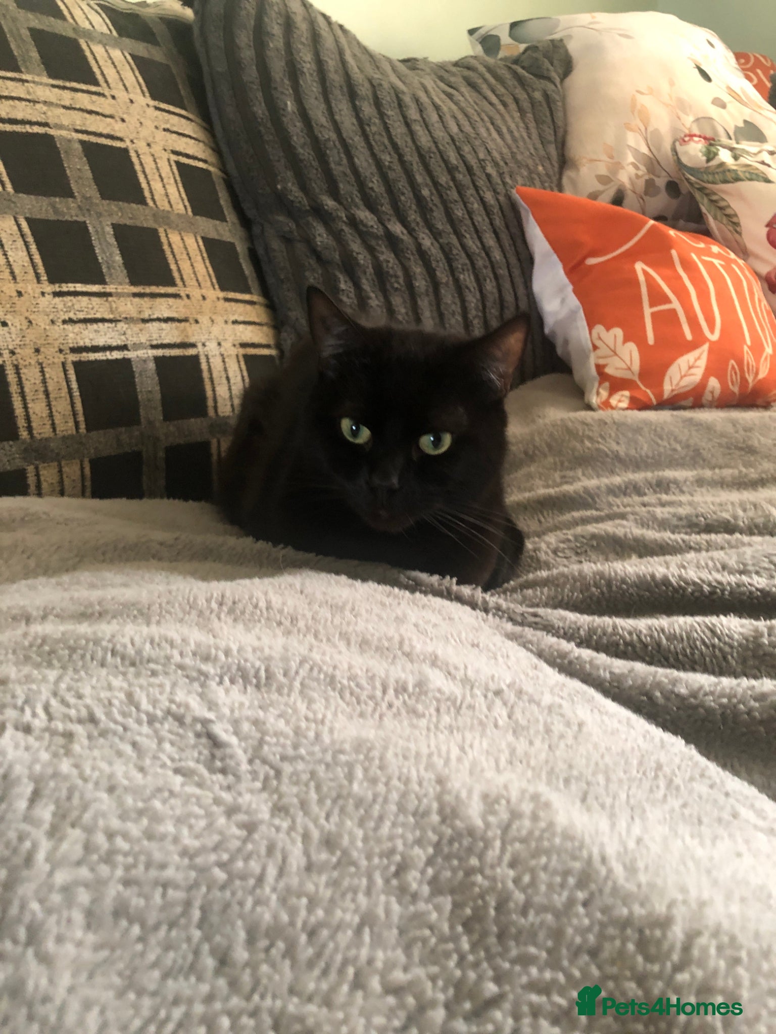 Mixed Breed cats 2 beautiful cats need rehomimg !! - Advert 18