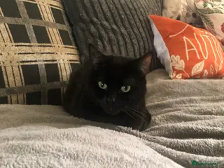 Mixed Breed cats 2 beautiful cats need rehomimg !! - Advert 18