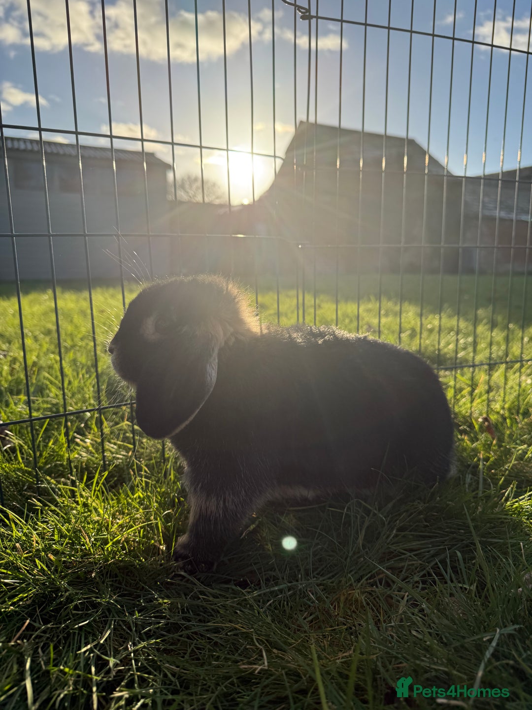 Mini Lop rabbits for sale: 🖤🩶🤎 Gorgeous Pure Bred Mini Lops 🖤🩶🤎 - Advert 21