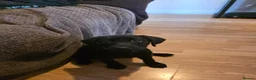 Labrador Retriever dogs for sale: Female Labrador - Advert 3
