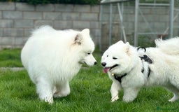 Samoyed dogs for sale: KC reg. Samoyed puppies with champ bloodline  - Advert 5