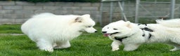 Samoyed dogs for sale: KC reg. Samoyed puppies with champ bloodline  - Advert 16