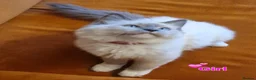 Ragdoll cats for sale: Ragdoll Kittens Ready For Forever Homes - Advert 21