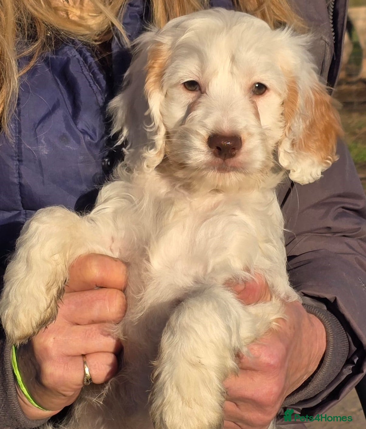 Cockapoo dogs Quality Cockapoo Puppies Licenced Domestic Breeder - Advert 11