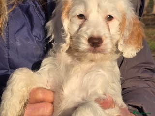 Cockapoo dogs Quality Cockapoo Puppies Licenced Domestic Breeder - Advert 4