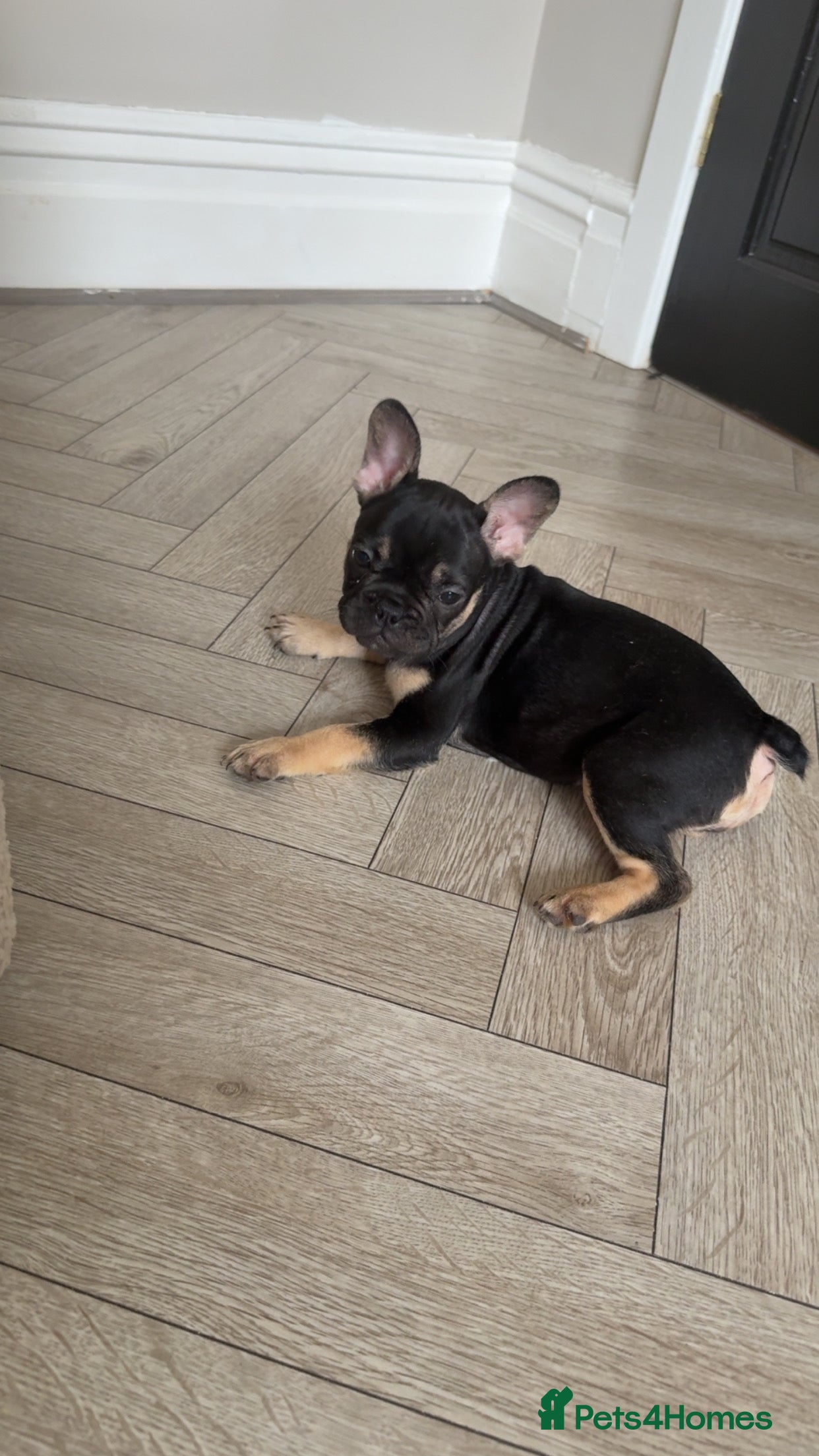 French Bulldog dogs French Bulldogs – Girls Available. - Advert 2