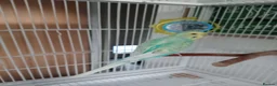 Budgerigars birds for sale: Two male budgies - with cage  - Advert 2