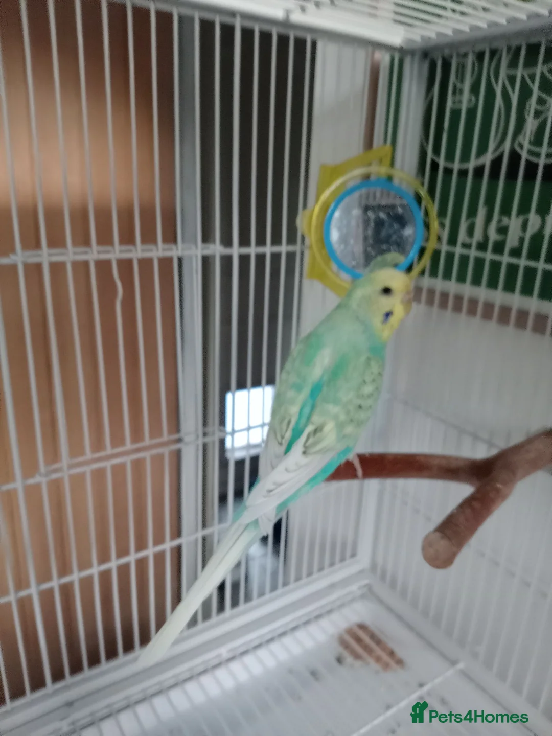 Budgerigars birds for sale: Two male budgies - with cage  - Advert 2
