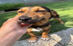 Mixed Breed dogs for sale: Meet Frankie 🌭🐾 - Image 2