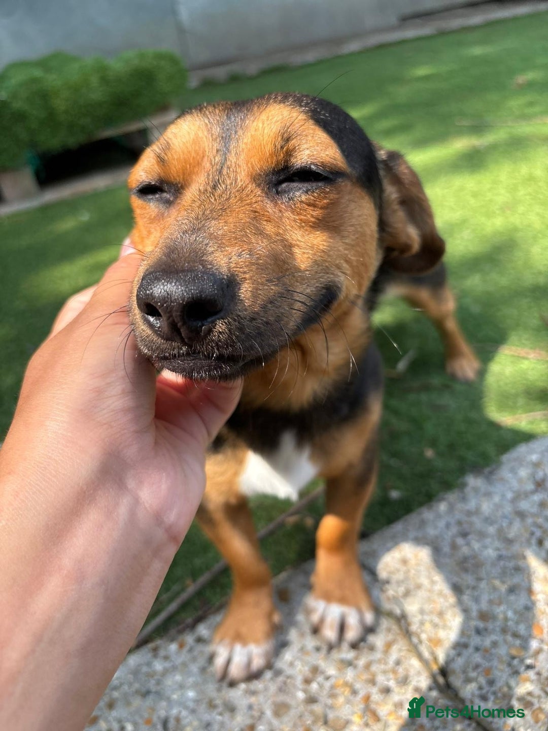 Mixed Breed dogs for sale: Meet Frankie 🌭🐾 - Image 2