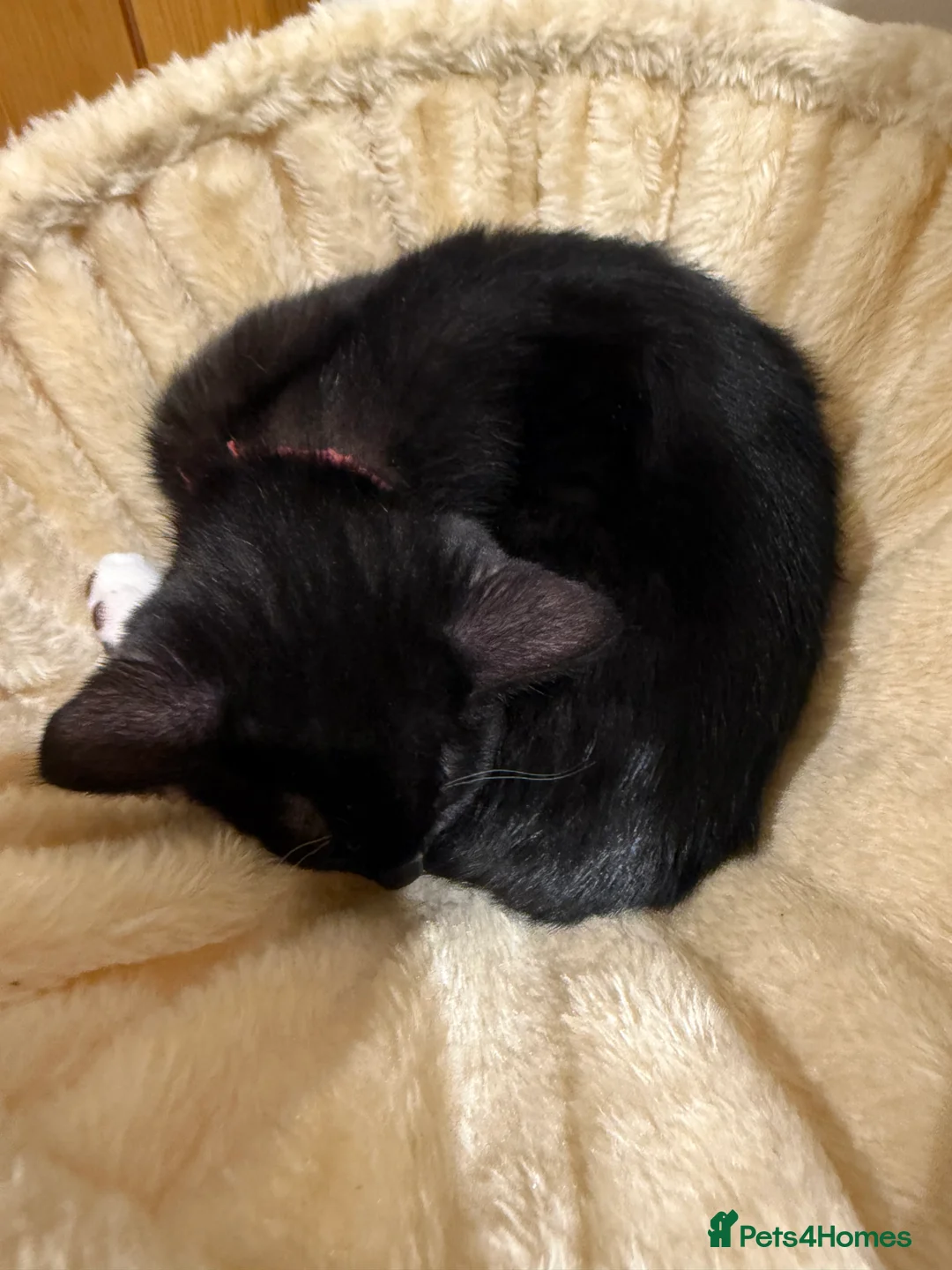 Mixed Breed cats for sale: Female Kitten Available 🐾 - Advert 5