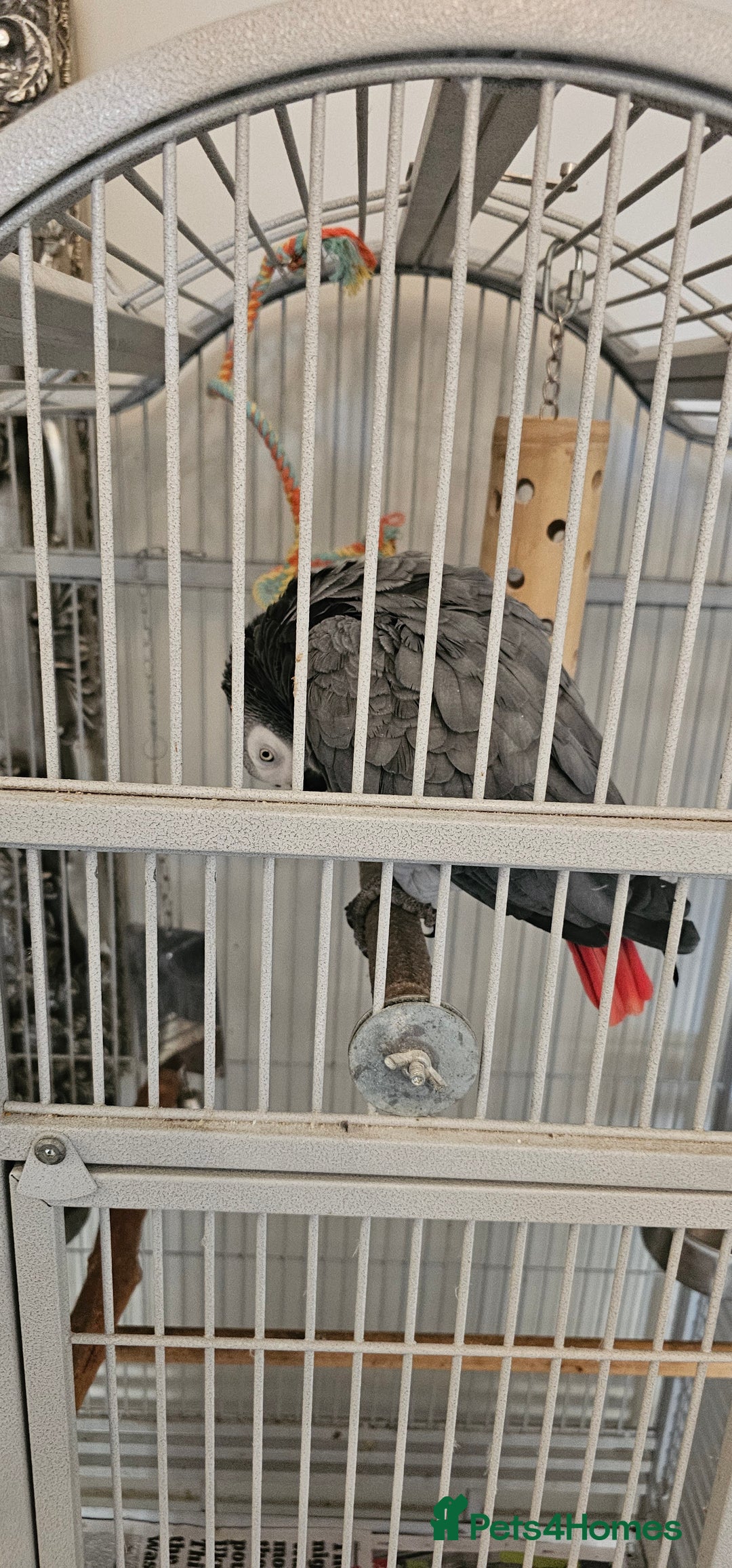 Parrots birds for sale: African grey  - Image 7