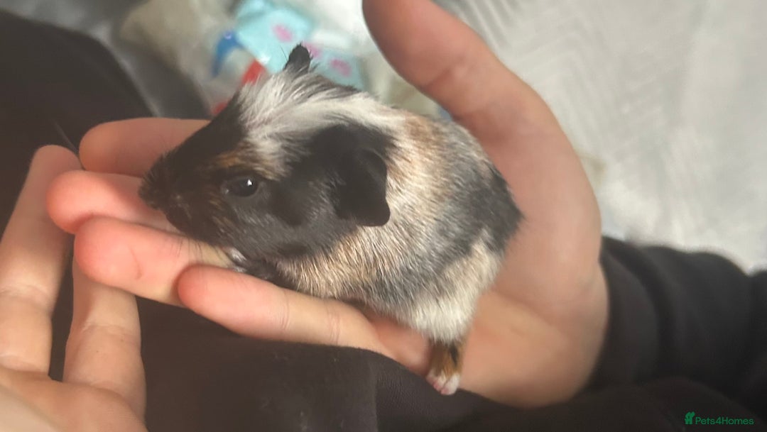 Guinea Pig rodents for sale: 3 baby American crested Guinea pigs  - Image 12