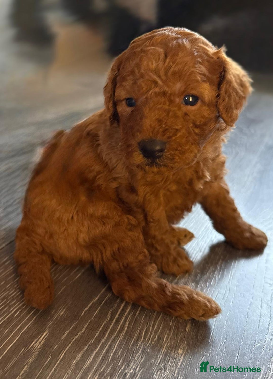 Cavapoo dogs for sale: F1b Cavapoo ALL PUPS NOW RESERVED  - Advert 21