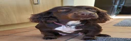 Cockerdor dogs for sale: Gorgeous Cockerdor Puppies  - Advert 9
