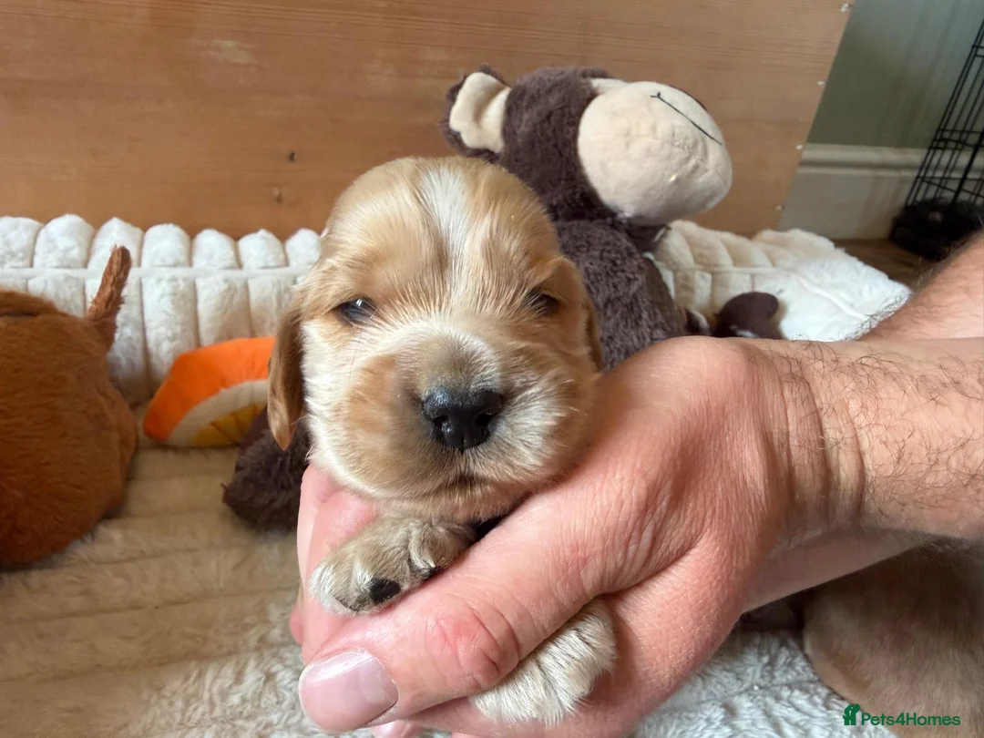 Cocker Spaniel dogs for sale: ⭐️ Show Type - Dna tested Puppies ⭐️ - Advert 11