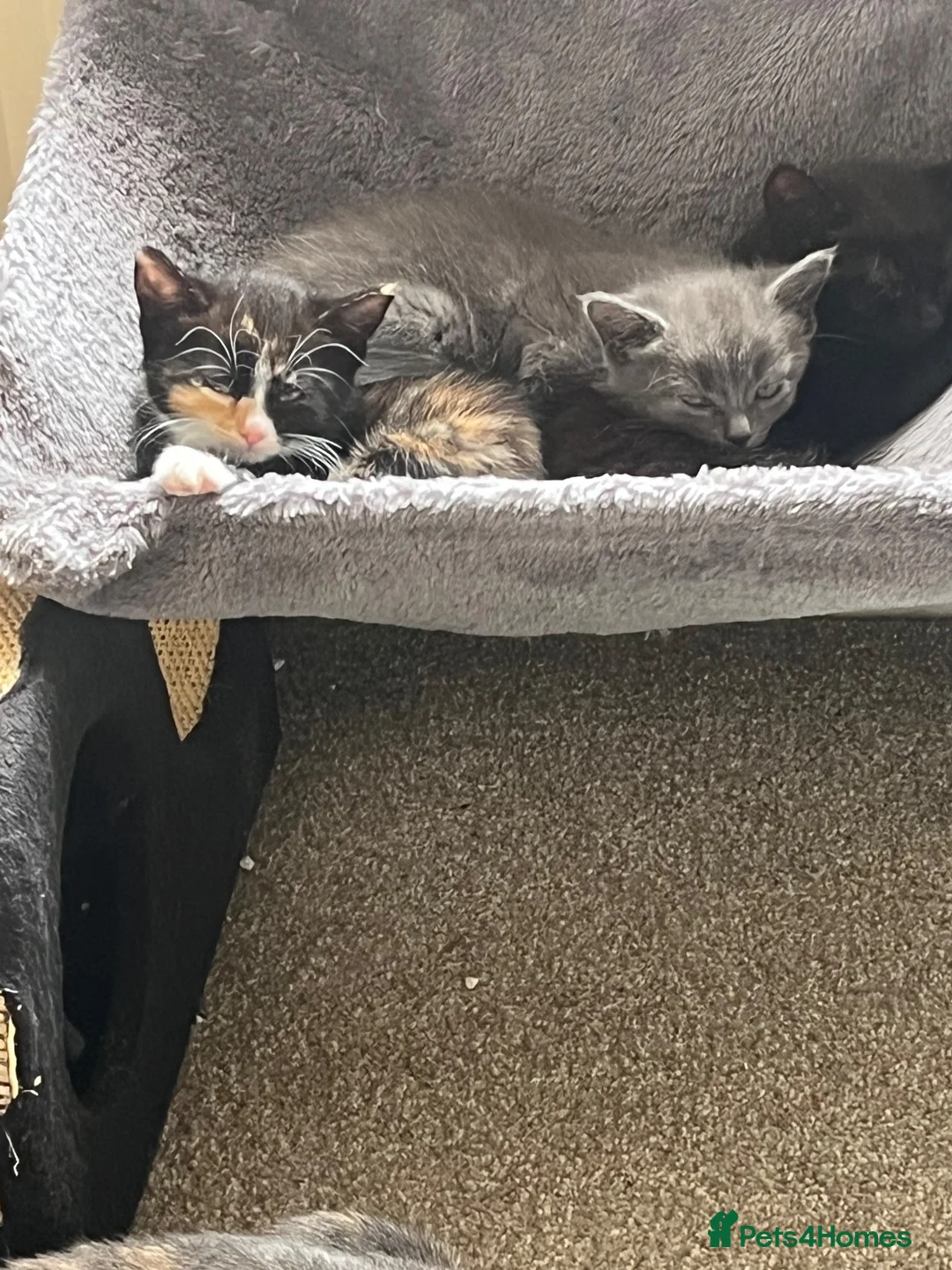 British Shorthair cats for sale: Kittens  - Advert 5