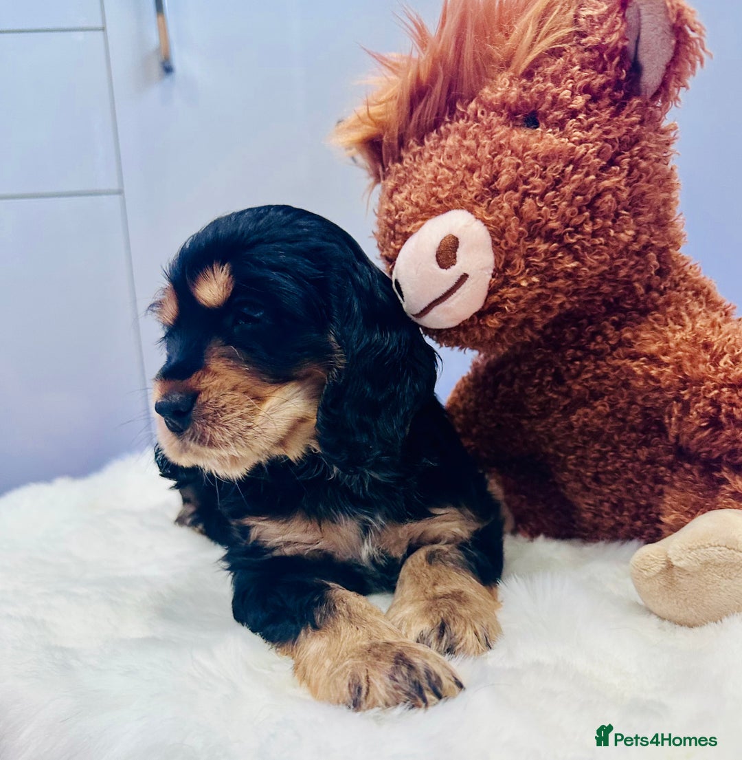 Cocker Spaniel dogs for sale: GORGEOUS, CH LINE, HEALTH TESTED SHOW COCKERS 💕 - Advert 17
