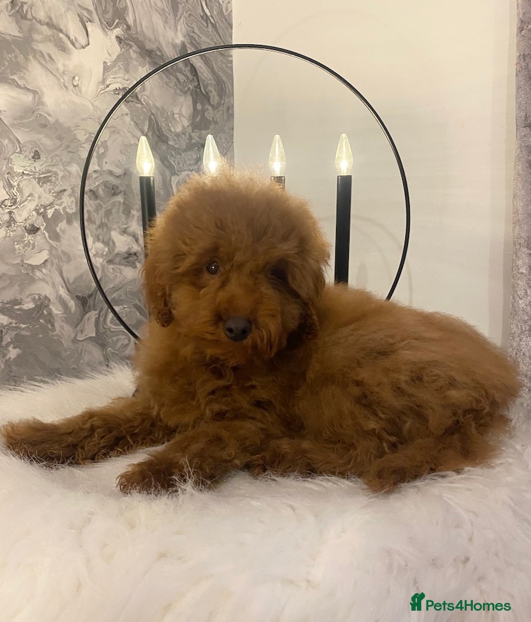 Miniature Poodle dogs for sale: Gorgeous Red Minature Poodle Puppies  - Advert 15
