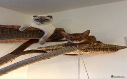 Abyssinian cats for sale: Sorrel Abyssinian, GCCF Reg, Champion Line - Image 13
