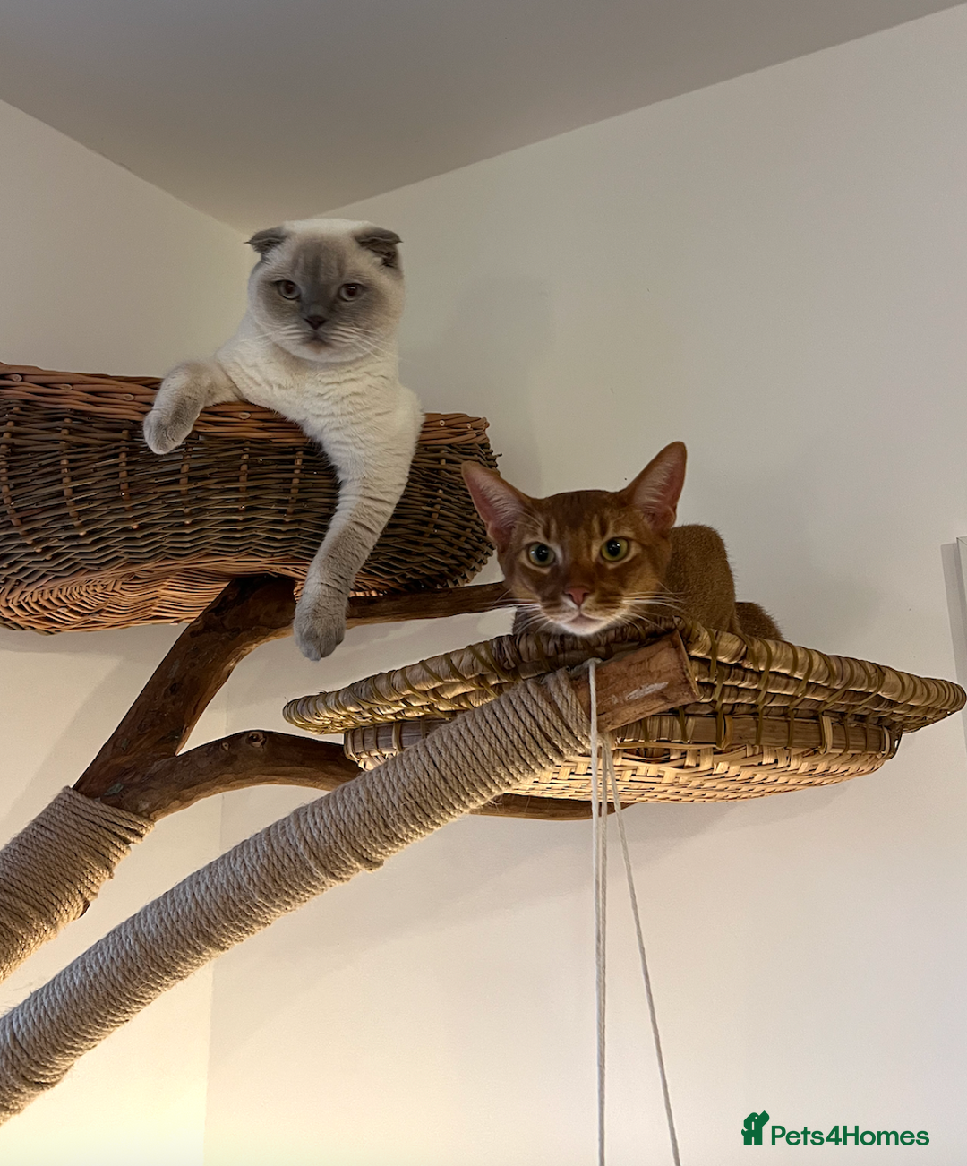 Abyssinian cats for sale: Sorrel Abyssinian, GCCF Reg, Champion Line - Image 13