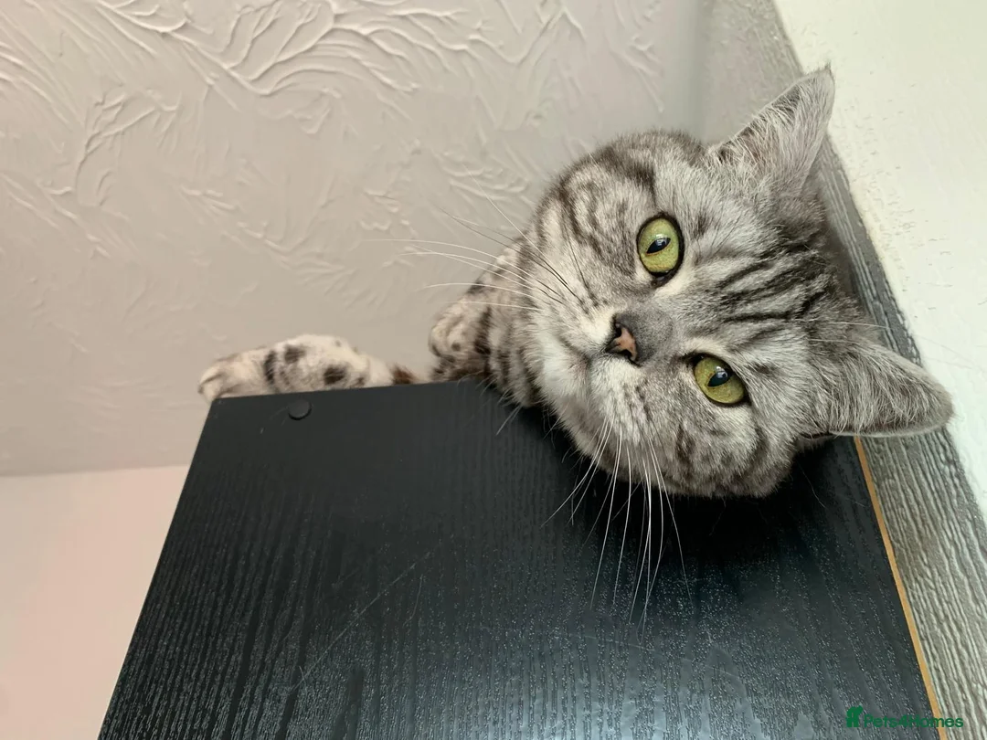 British Shorthair cats for sale: Experienced owner sought for rehoming in Rugby - Advert 2