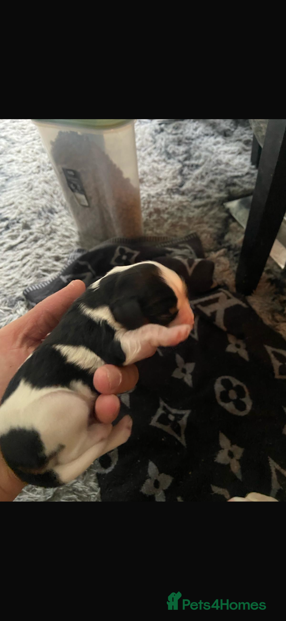 Cavalier King Charles Spaniel dogs for sale: Beautiful Cavalier King Charles Spaniel Puppies - Advert 7