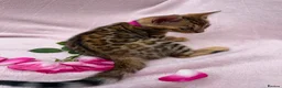 Bengal cats for sale: 🐆✨Outstanding TICA Registered Bengal cubs  ✨🐆 - Advert 16