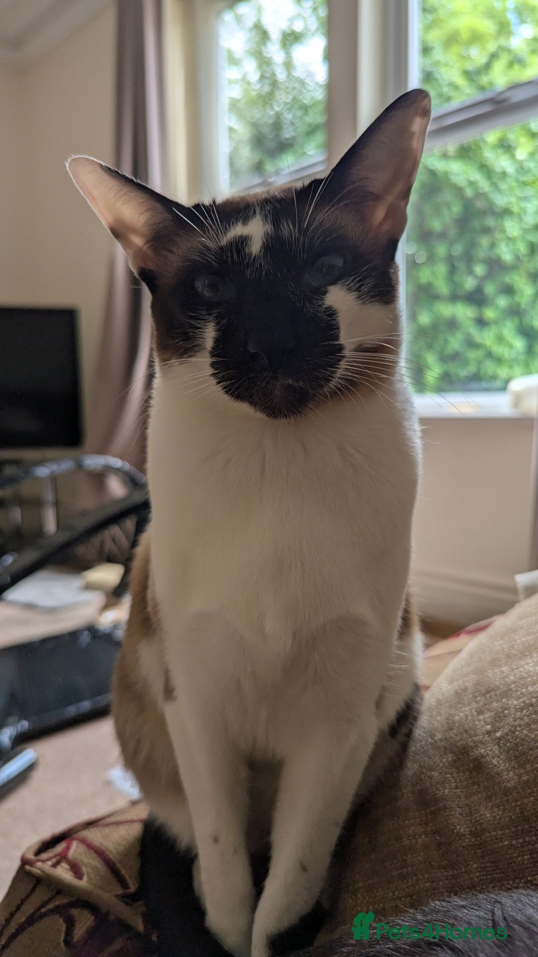 Oriental cats for sale: Blue Eyed Millie 3yr Old Oriental Shorthair Girl - Advert 4