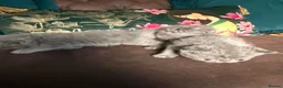 Exotic cats for sale: Exotic Shorthair Kittens For Sale - Advert 17
