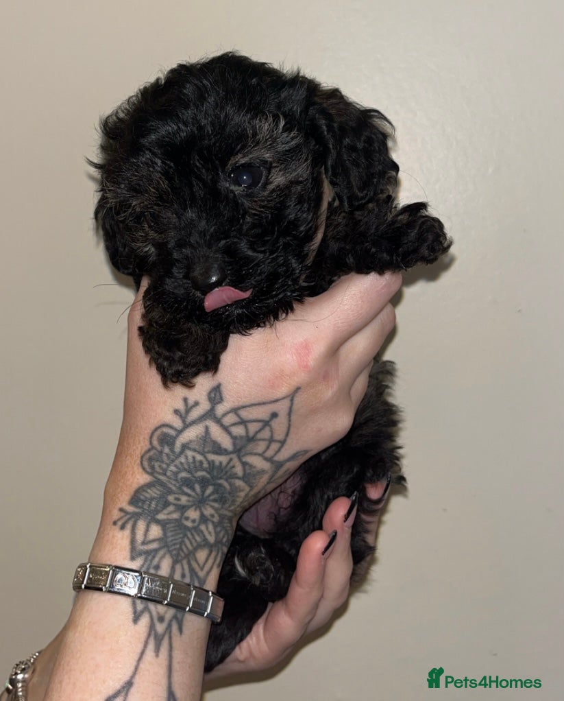 Cockapoo dogs Cockapoo puppy - Advert 1