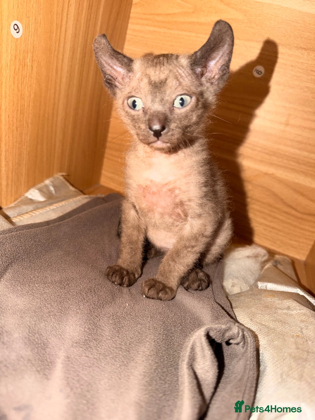 Sphynx cats for sale: Beautiful Sphynx and Elf kittens 🐾🩵🩷 - Advert 7