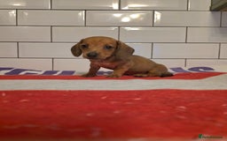 Miniature Dachshund dogs for sale: Full of champions!!! pra clear mini dachshunds in South Shields - Image 16