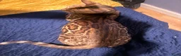 Bengal cats for sale: Gorgeous brown rosetted Bengal queen,tica reg✅ - Advert 6