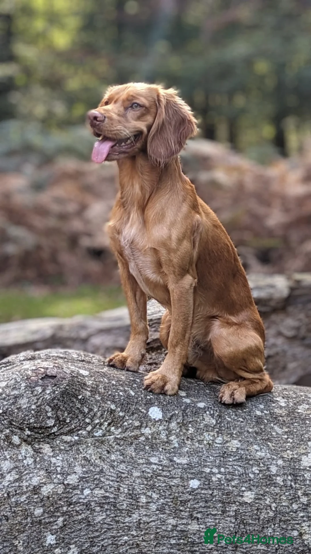 Cocker Spaniel dogs for stud: AVAILABLE FOR STUD - working cocker in Polegate - Advert 2