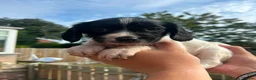 Sprocker dogs for sale: F1 Sprocker puppies !! ONLY 2 LEFT !! - Advert 13