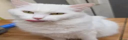 Turkish Angora cats for sale: Turkish angora female in Wembley - Advert 4