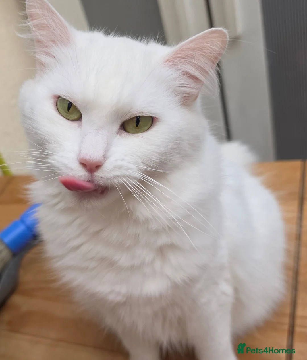 Turkish Angora cats for sale: Turkish angora female in Wembley - Advert 4