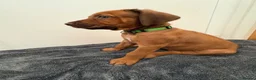 Rhodesian Ridgeback dogs for sale: Rhodesian Ridgeback puppies in Walsall - Advert 19