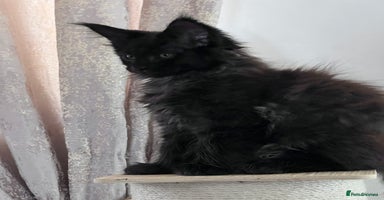 Maine Coon cats - Advert 16