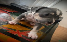 American Bully dogs for sale: Beautiful Tri colour American bully puppy’s  - Image 11