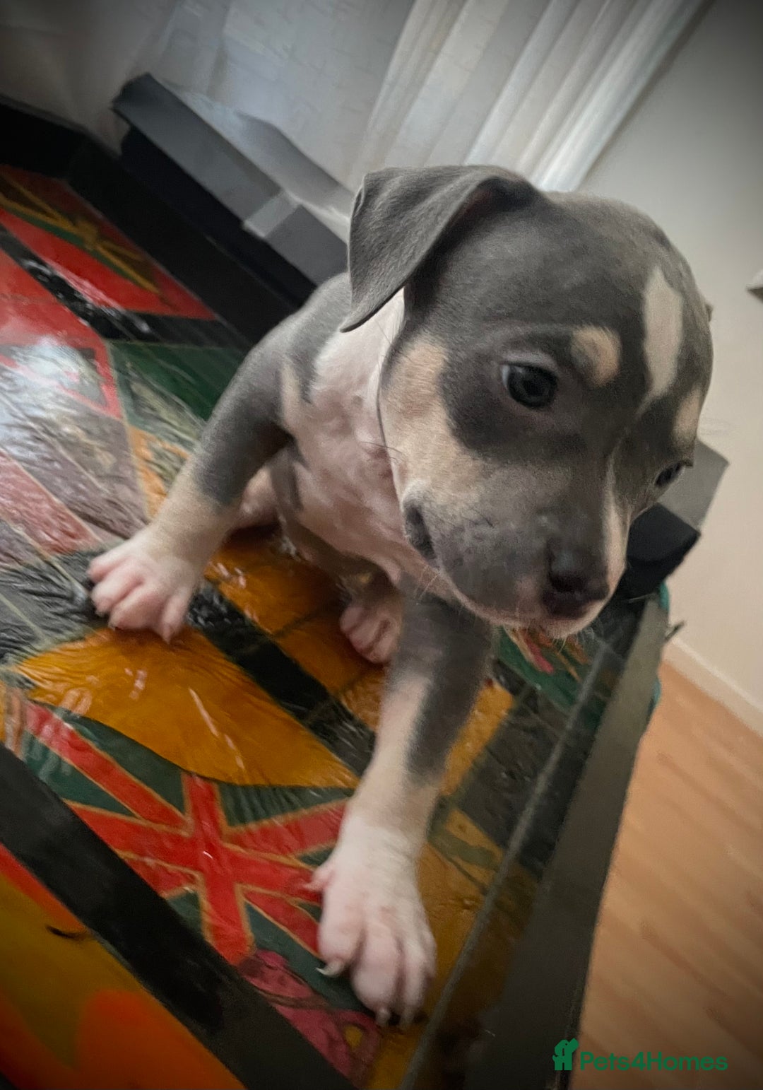 American Bully dogs for sale: Beautiful Tri colour American bully puppy’s  - Image 11