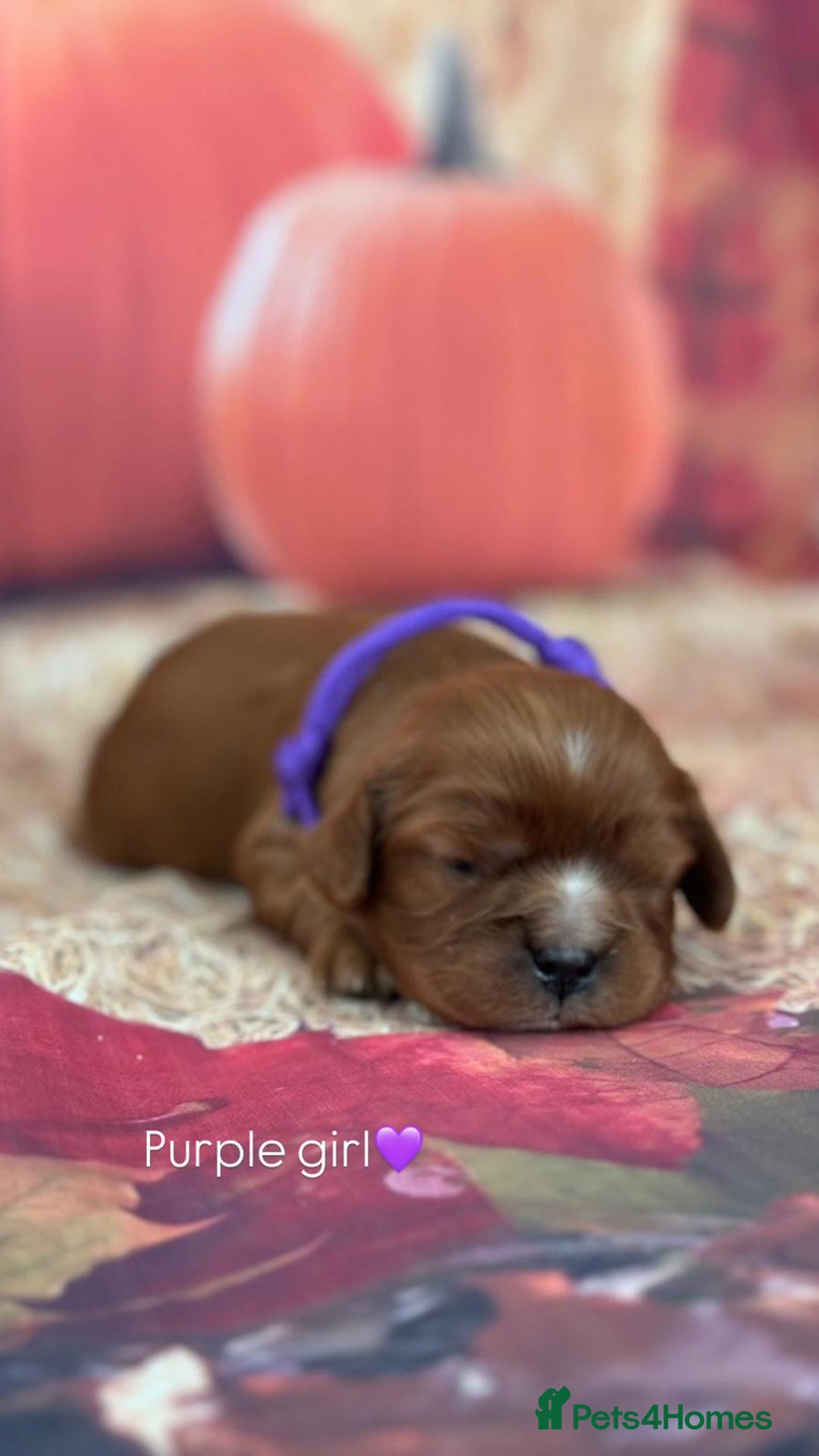 Cavalier King Charles Spaniel dogs for sale: ⭐️Kc dna, heart tested cavalier babys⭐️ - Image 4