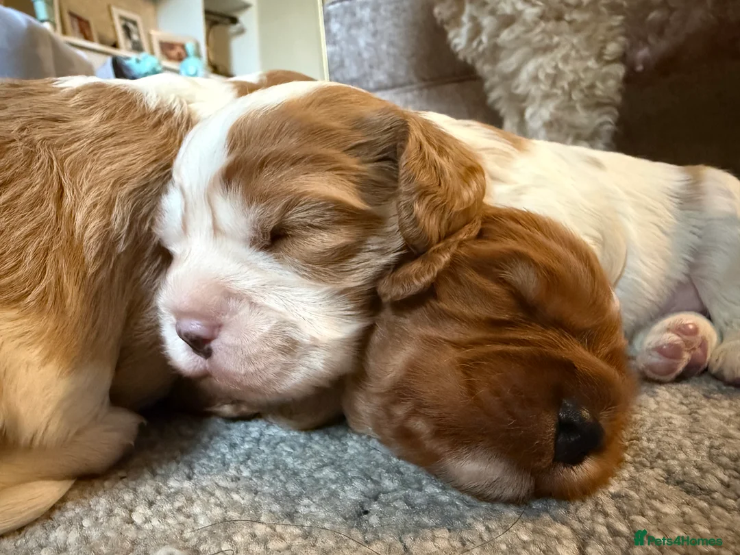 Cavapoo dogs for sale: cavapoo puppies  - Advert 13