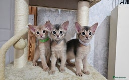 Abyssinian cats for sale: Abyssinian Kittens - Image 6