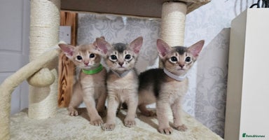 Abyssinian cats - Advert 3