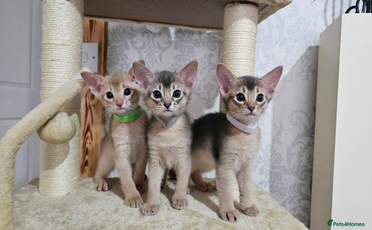 Abyssinian cats - Advert 1