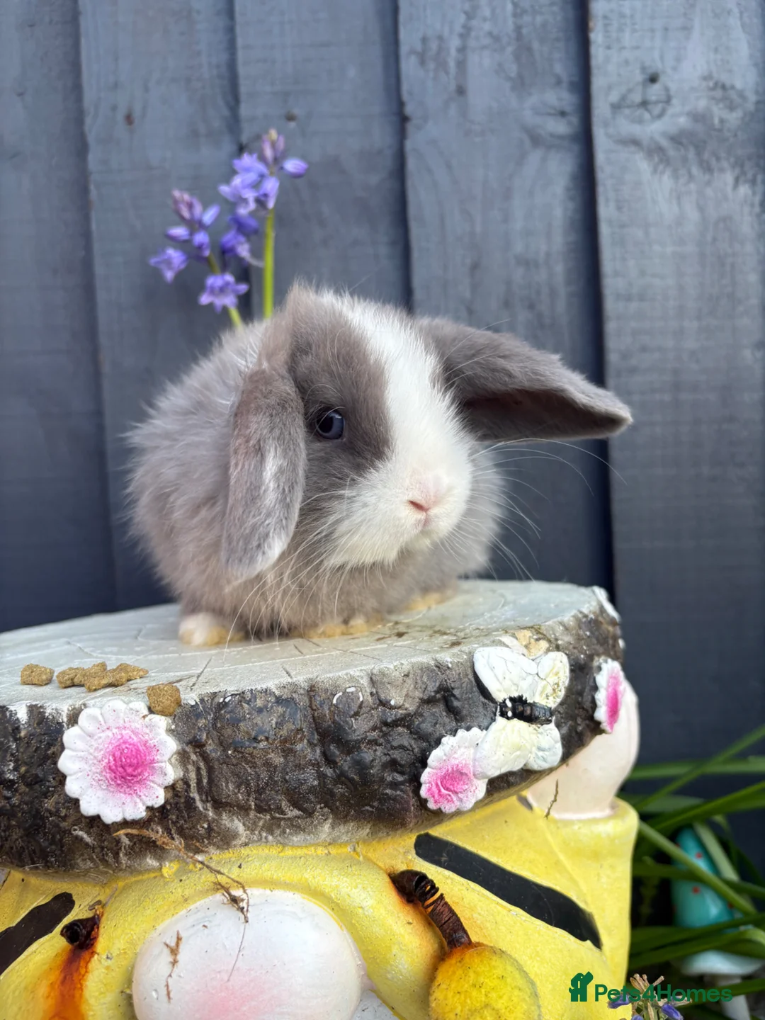 Mini Lop rabbits for sale: Lovely little mini lops baby bunny tabbits - Advert 22