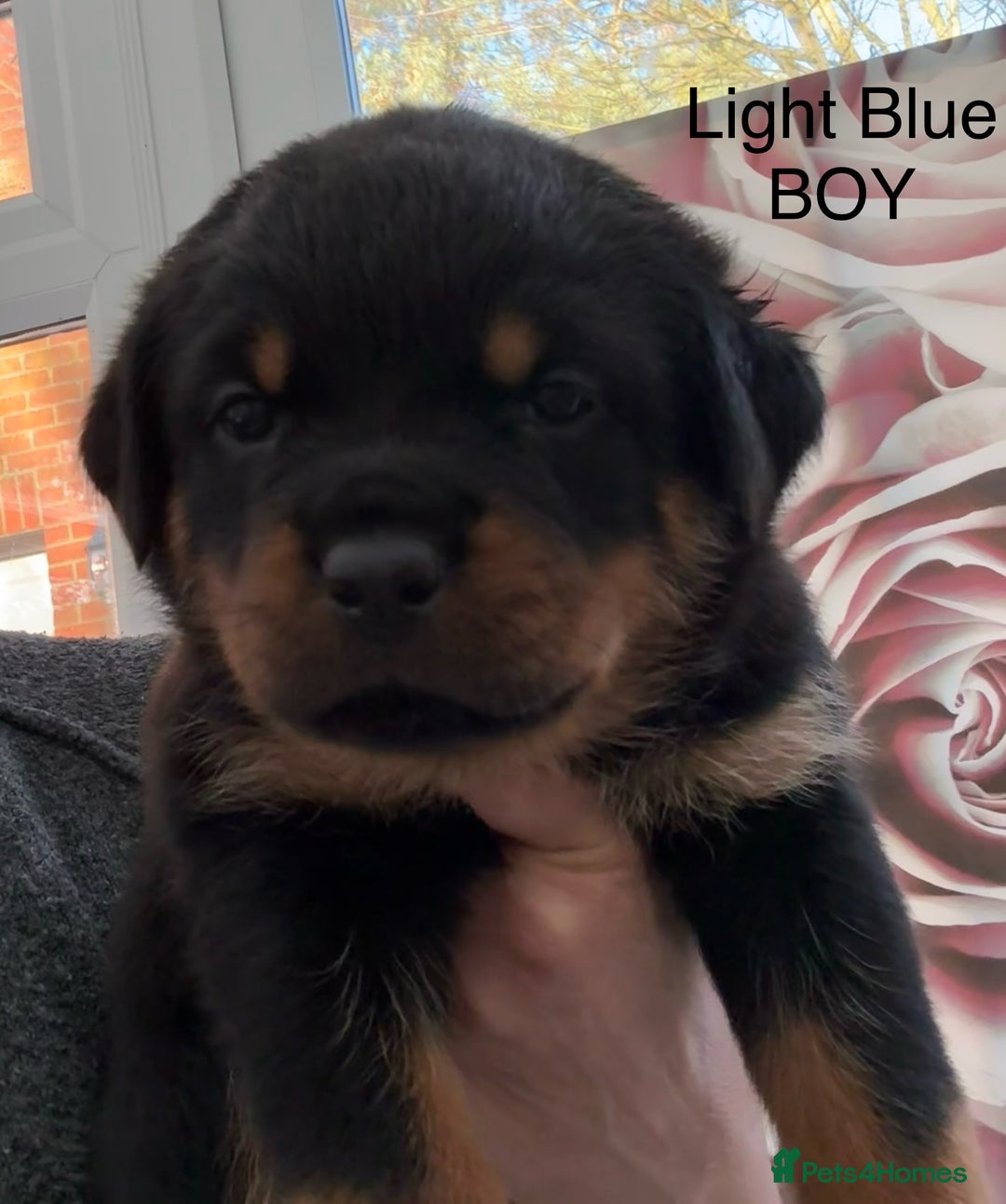 Rottweiler dogs for sale: Chunky Rottweiler Puppies for sale - Advert 8